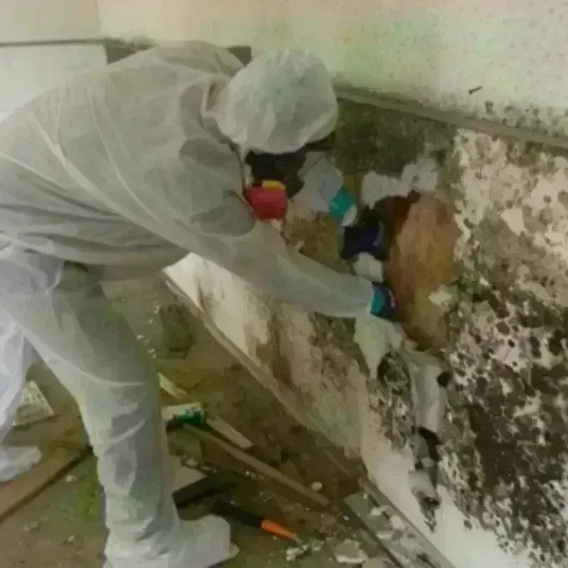 Mold Remediation and Removal in Hamilton, GA